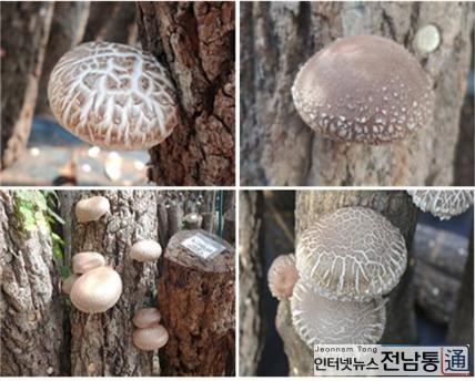 장흥군버섯산업硏, 표고버섯 신품종 명칭 공모전 개최 1.jpg
