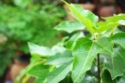 황칠나무 향균성분 57배 증가 발효공정 확립