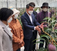 전남농협, 아열대 과일 애플망고 생육상황 점검
