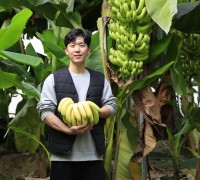 대표적 열대작물 바나나…진도군에서 수확 한창